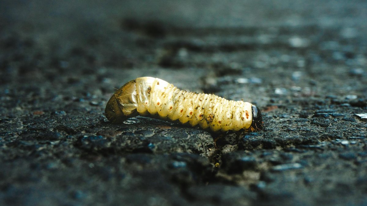 white grub larvae
