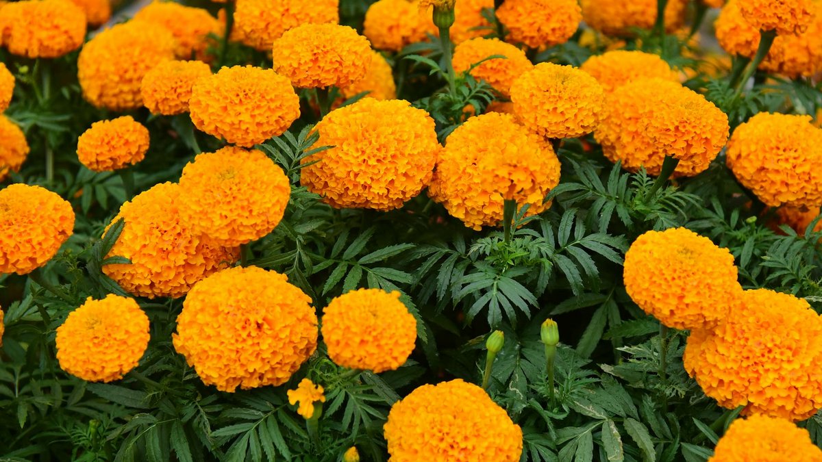 repellent plants