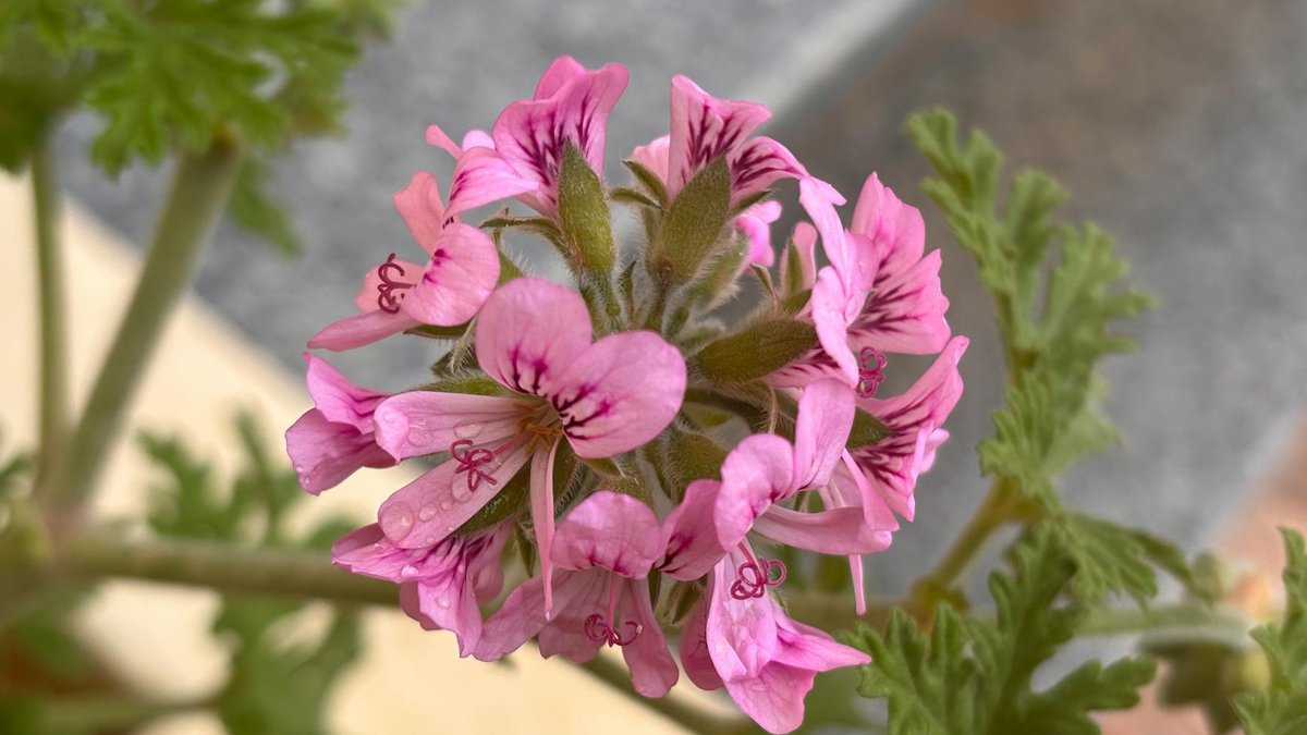 scented geranium