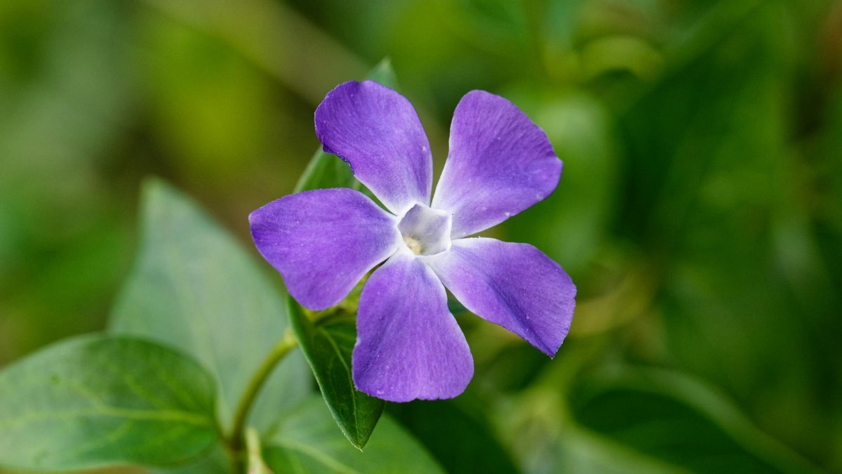 pervenche ombre sèche
