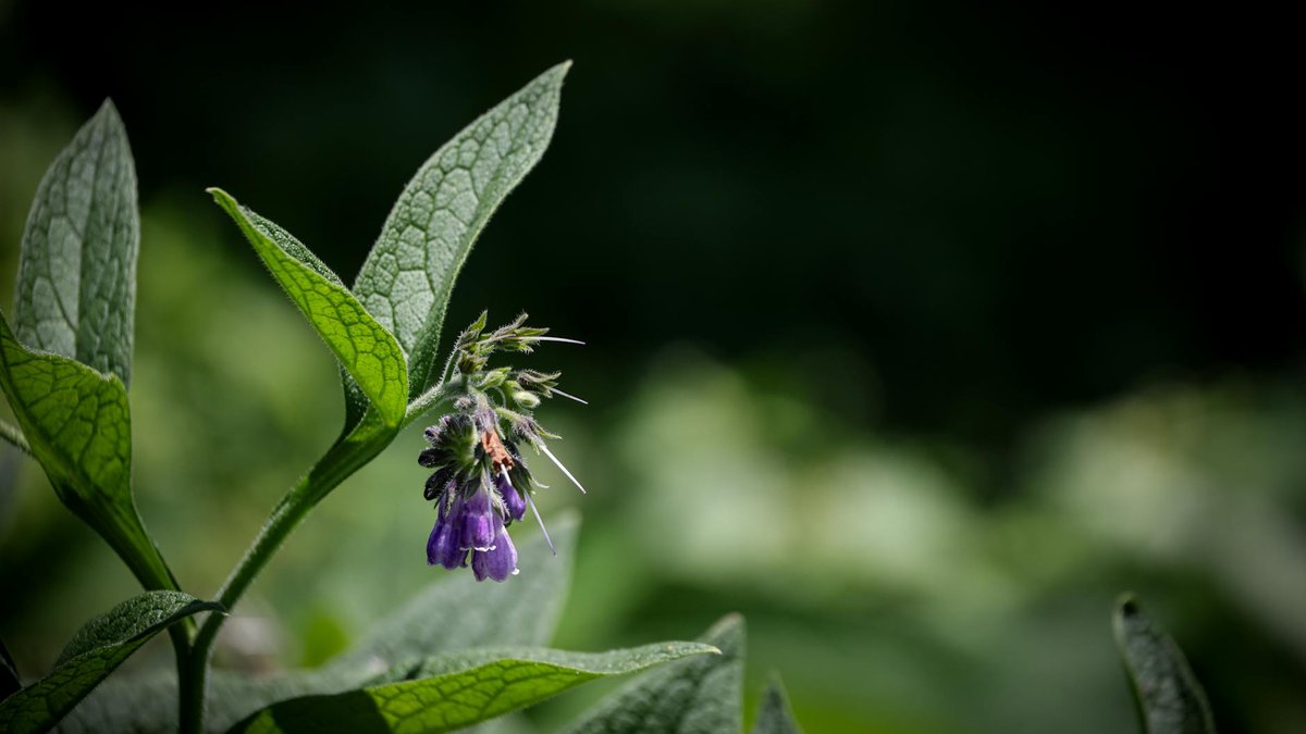 comfrey plant leaves