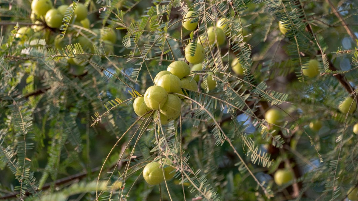 gooseberry bush