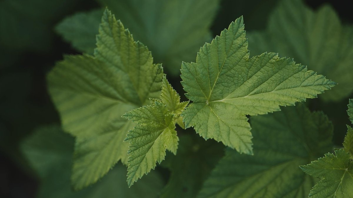 blackcurrant bush
