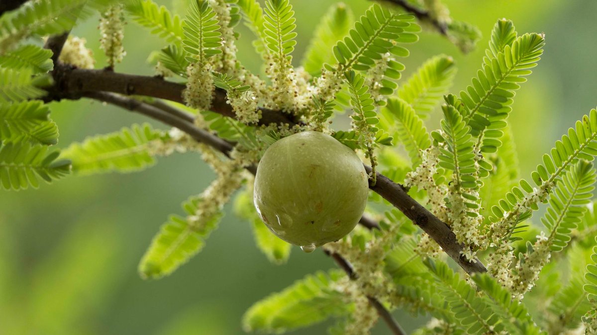 gooseberry thorns