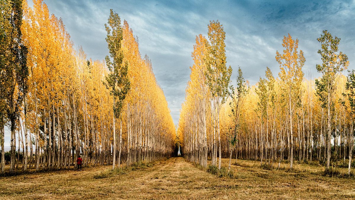poplar tree