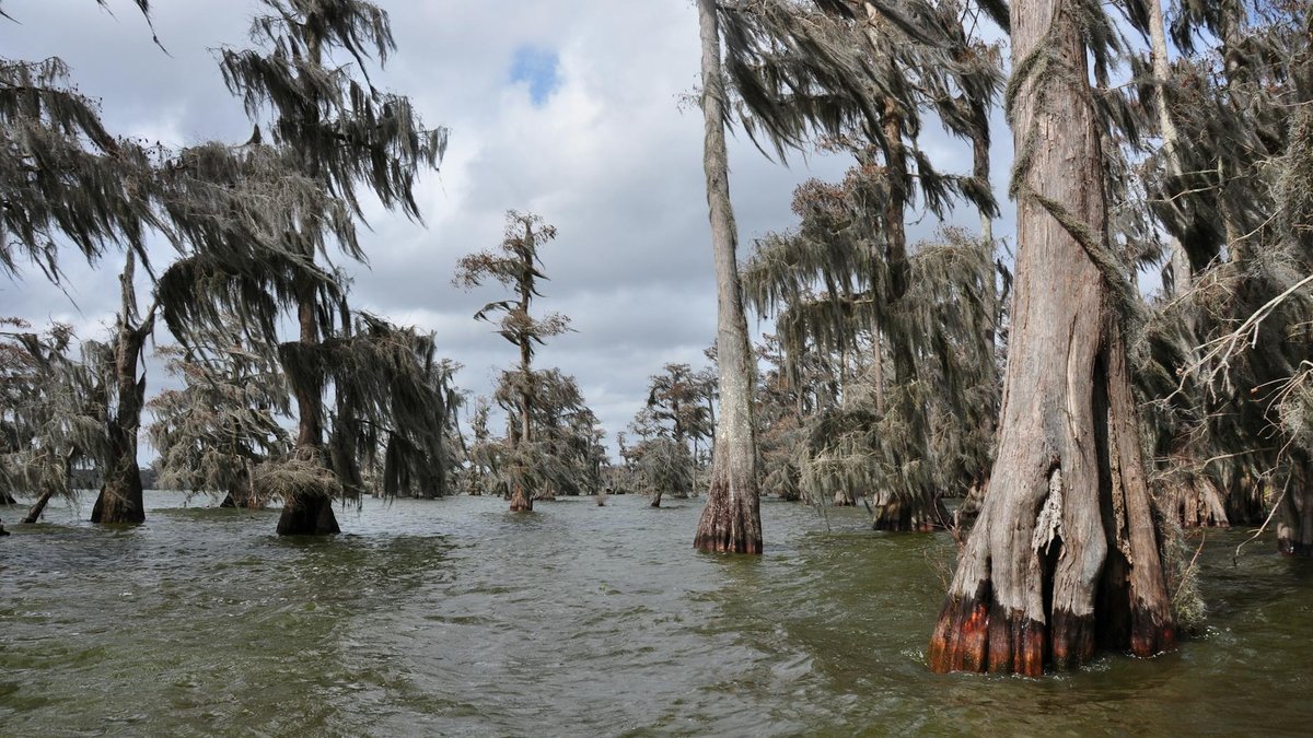 cypress tree