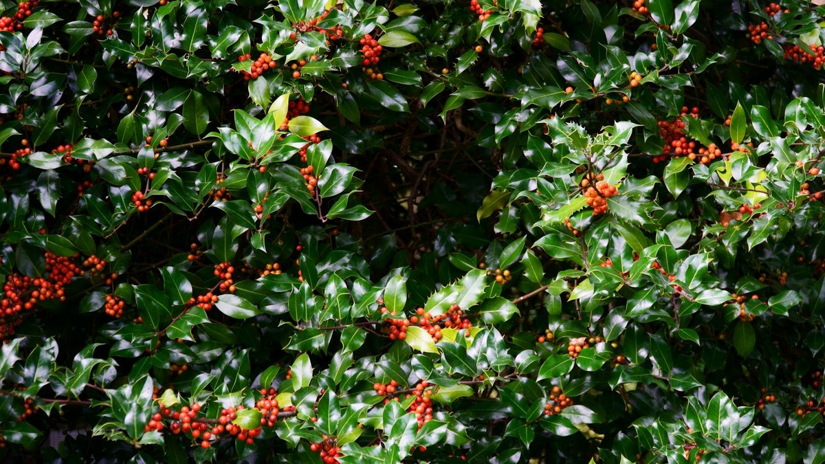 holly tree