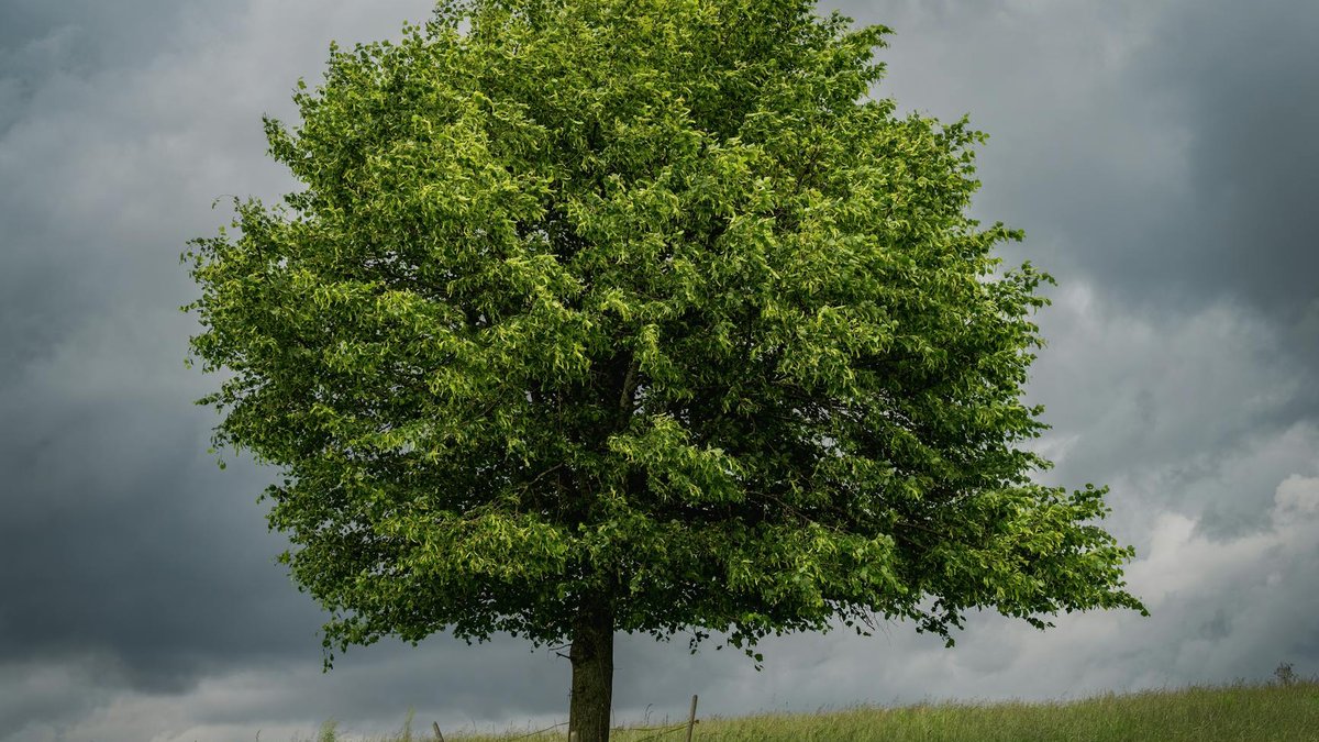 hornbeam tree
