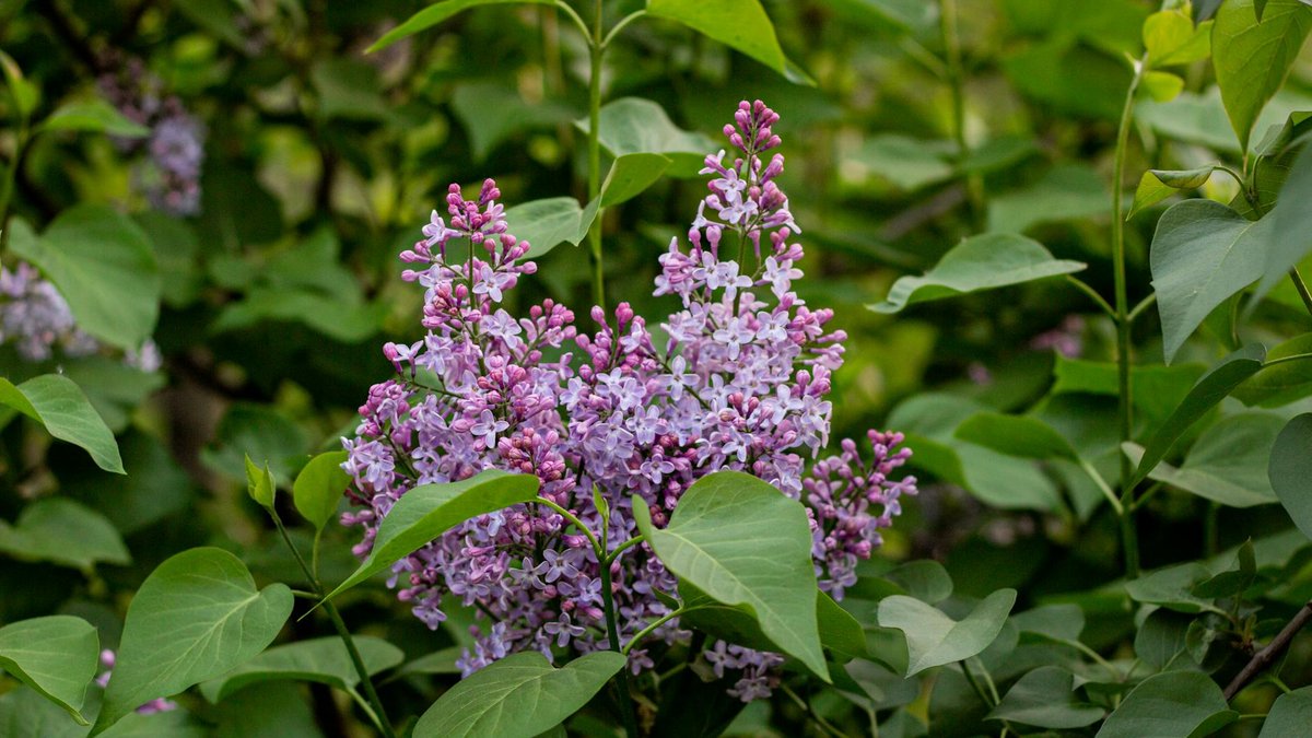 lilac bush