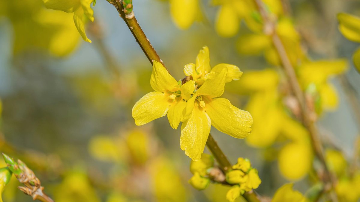 forsythia flowers