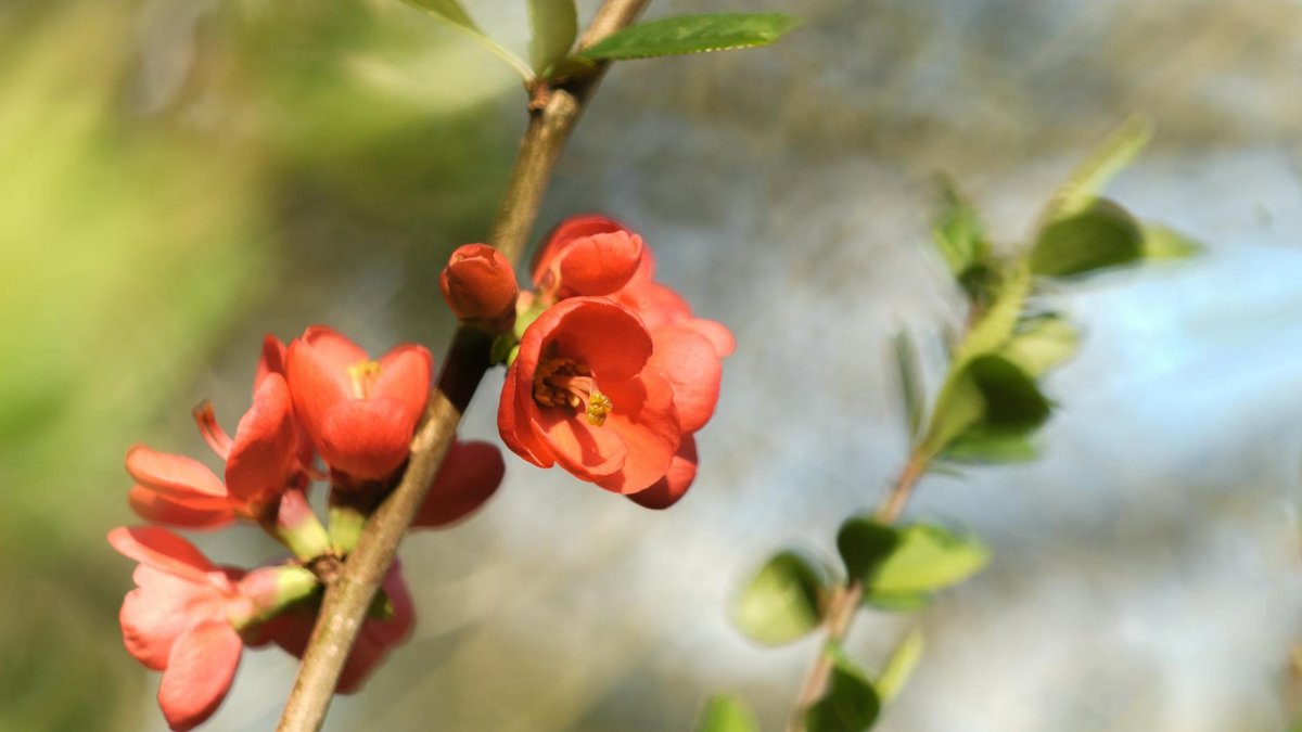 japanese quince