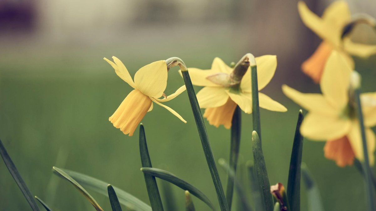daffodils foliage