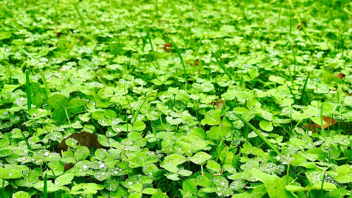 microclover