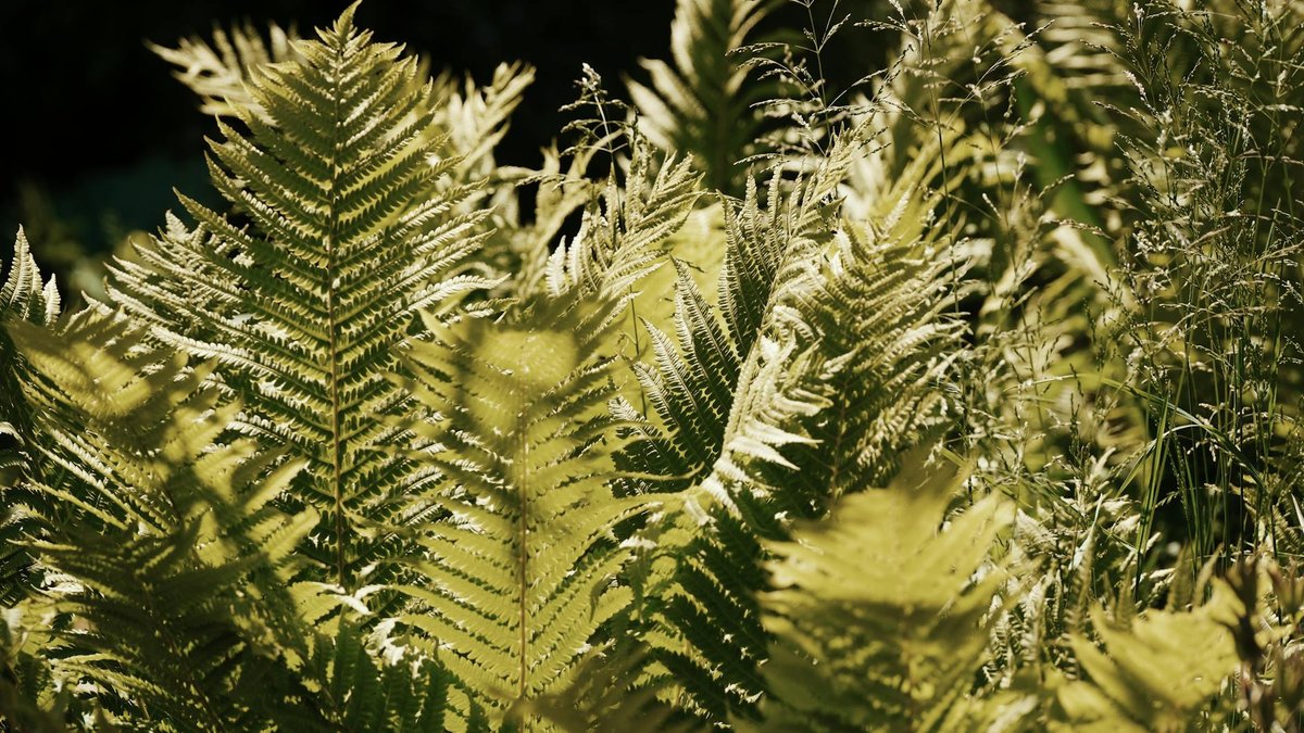 fern shade garden
