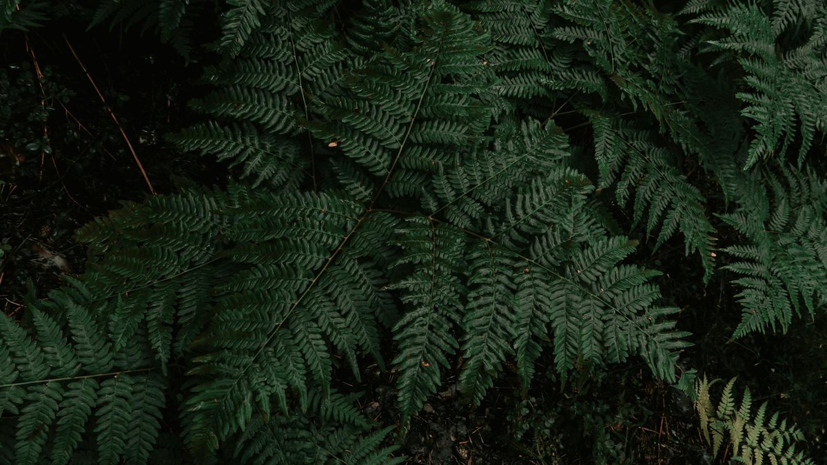 dryopteris filix-mas fern