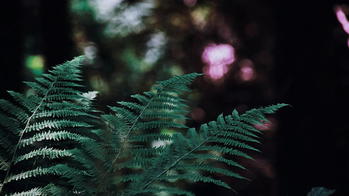 athyrium nipponicum fern