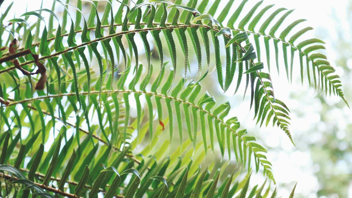 polystichum setiferum fern