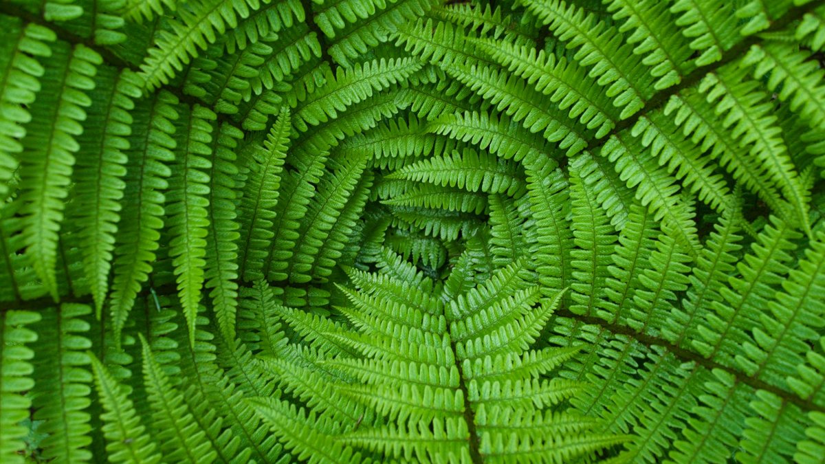 matteuccia struthiopteris fern