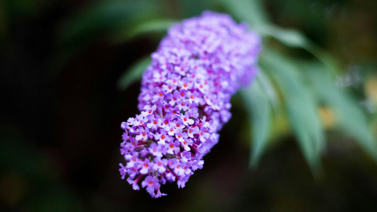 buddleia invasive shrub