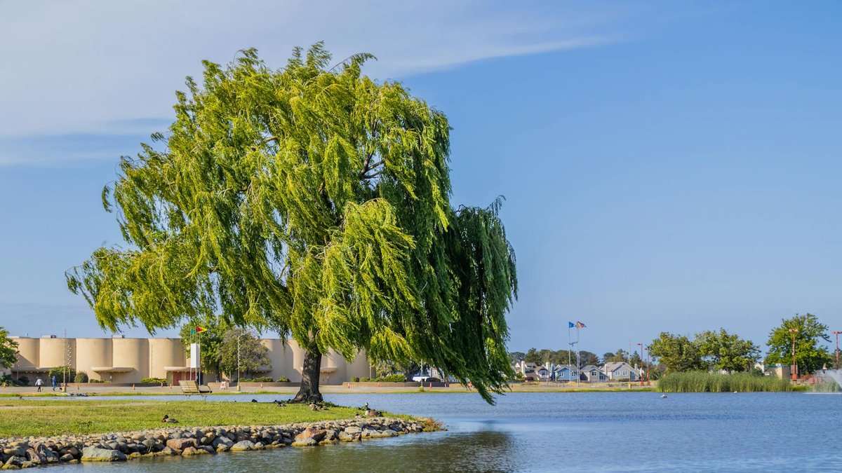 willow tree roots