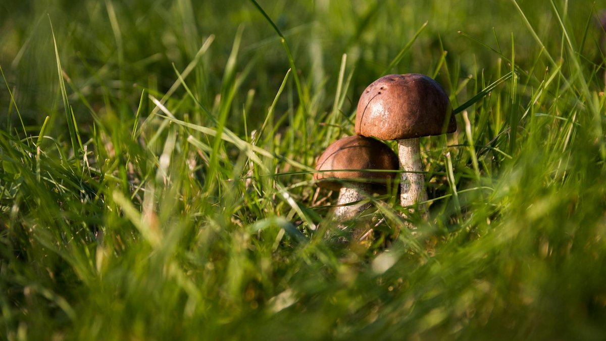 lawn fungus