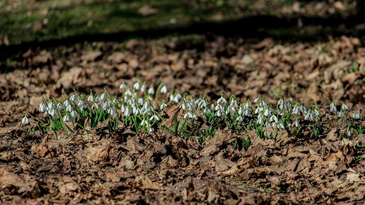 first spring watering