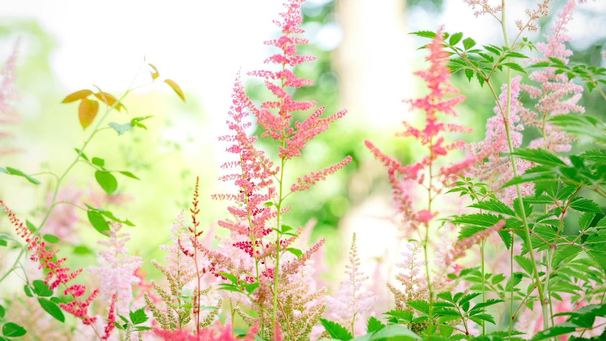 astilbe flowers