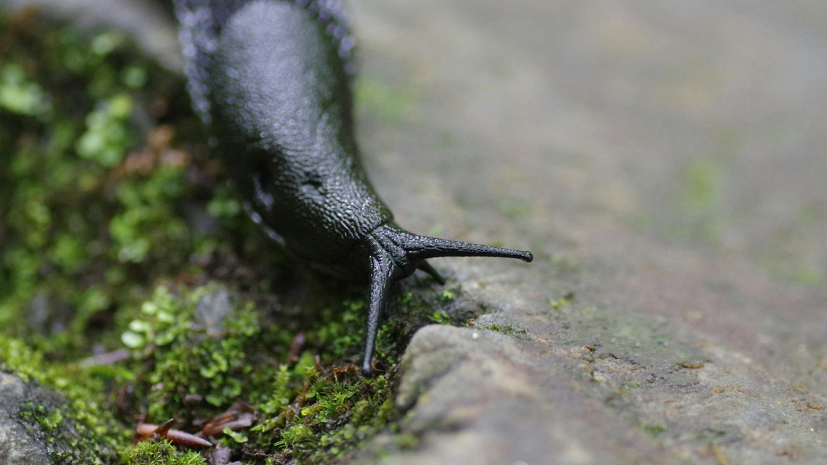 slug snail habitat