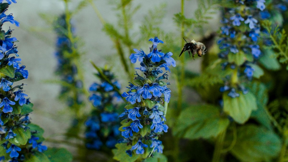 ajuga reptans