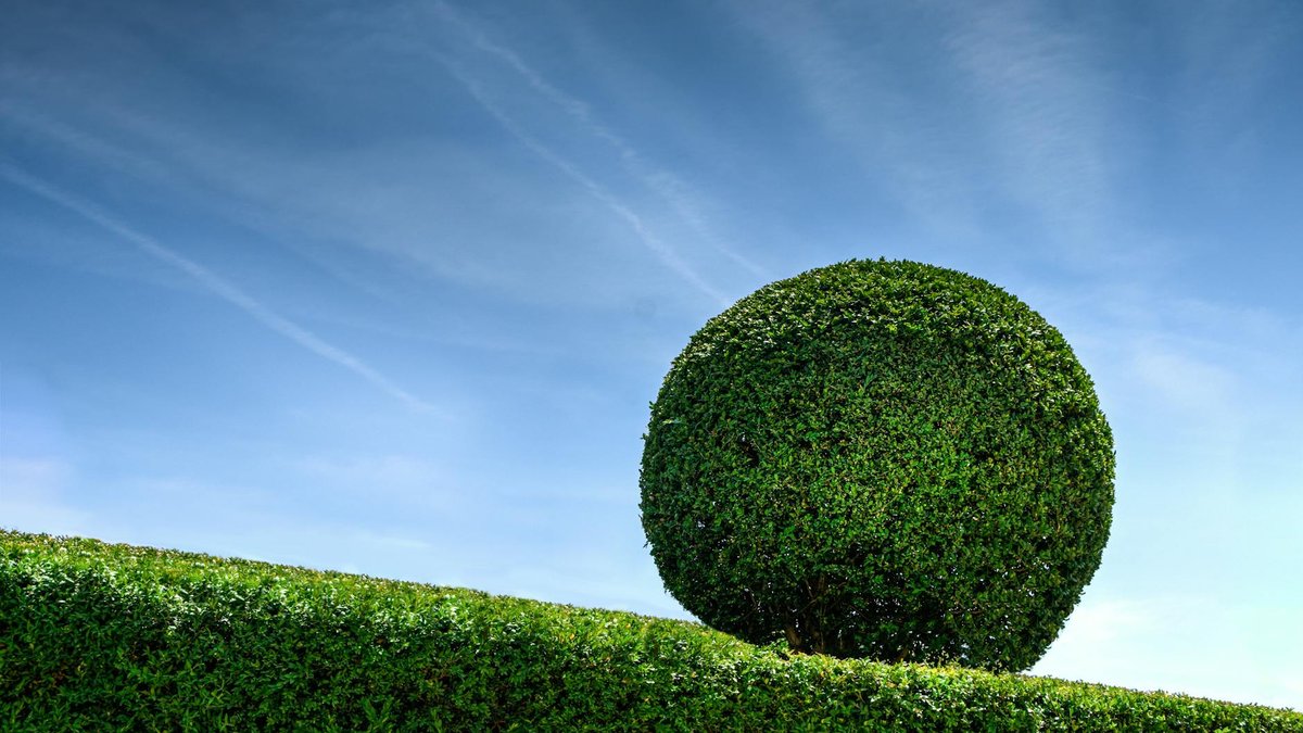hedge planting distance