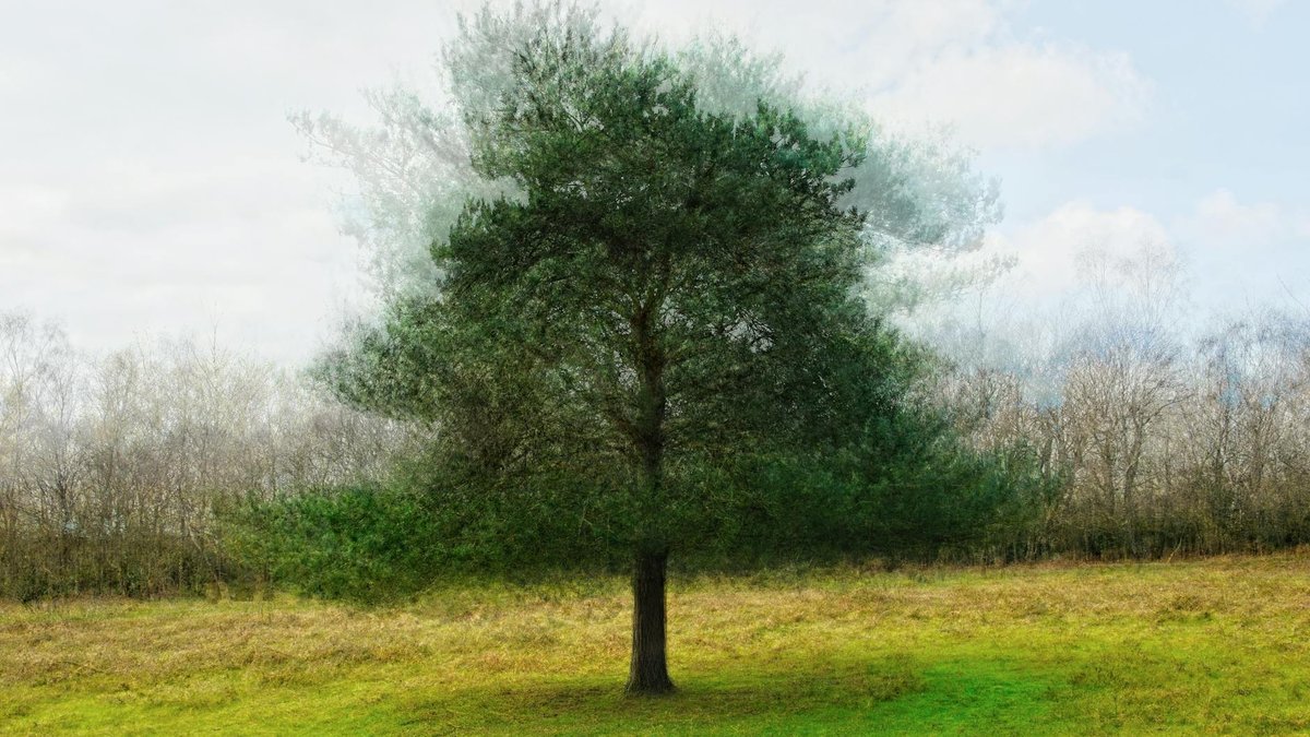 pine tree