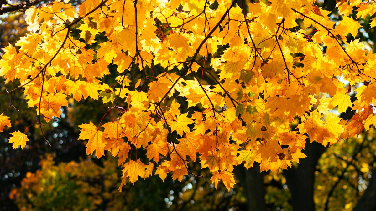 silver maple