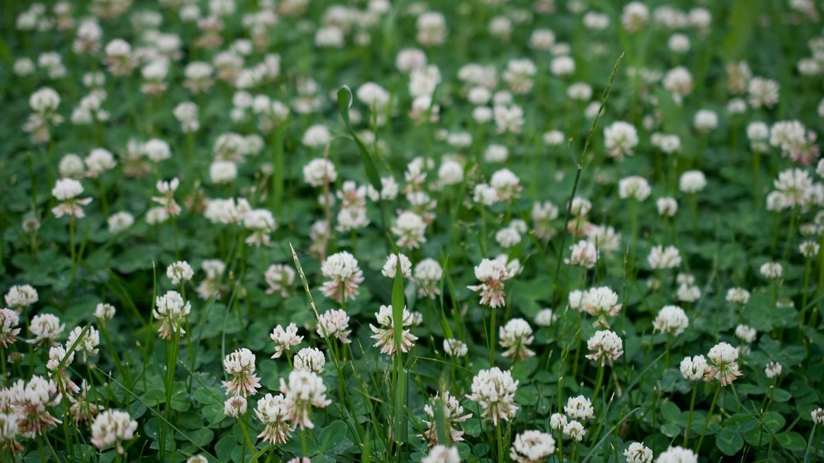 white clover lawn