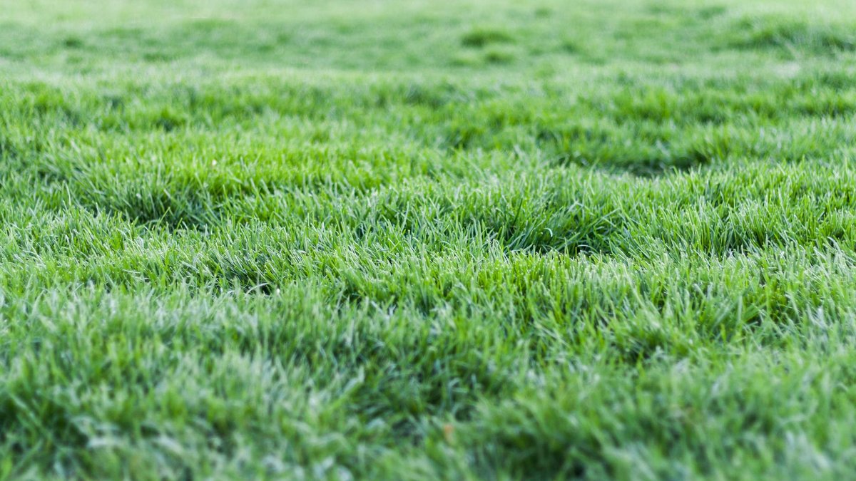 lawn alternatives