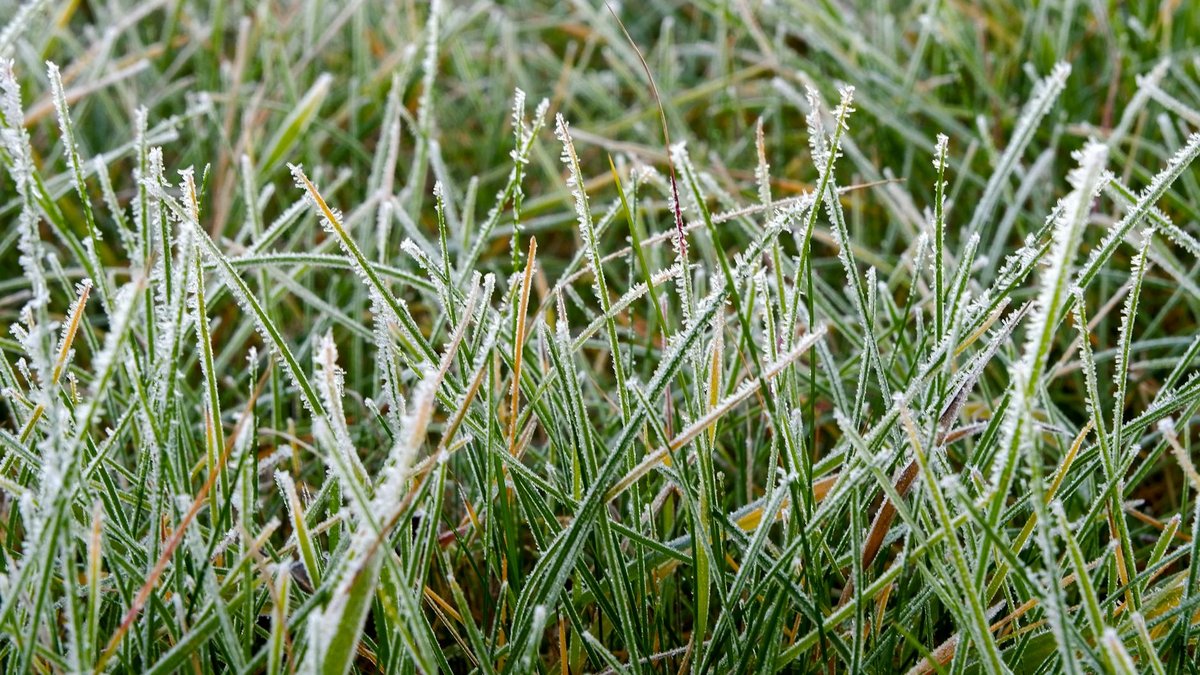 grass growth temperature