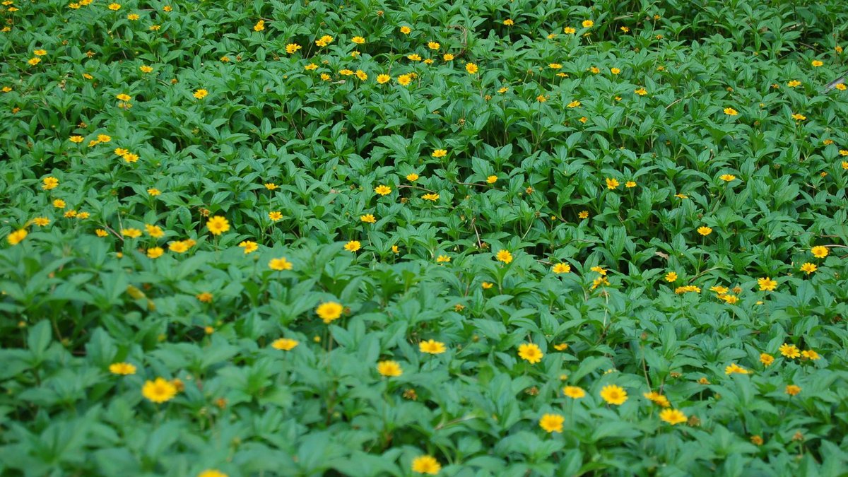 fast growing ground cover