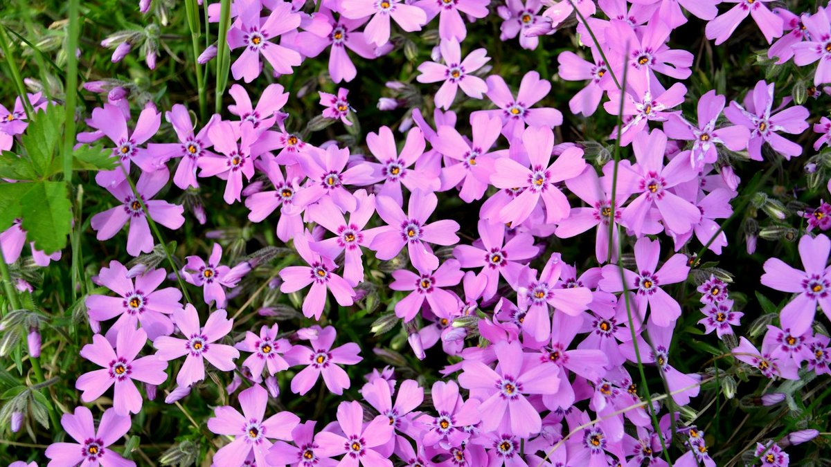 creeping phlox