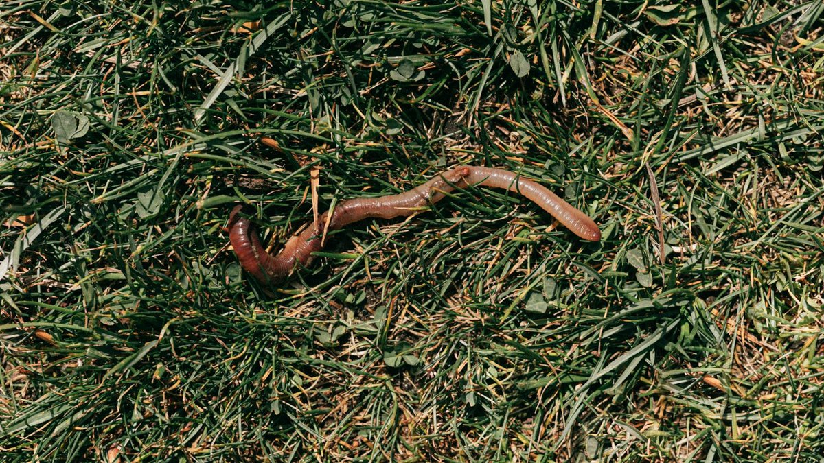 dead soil worms