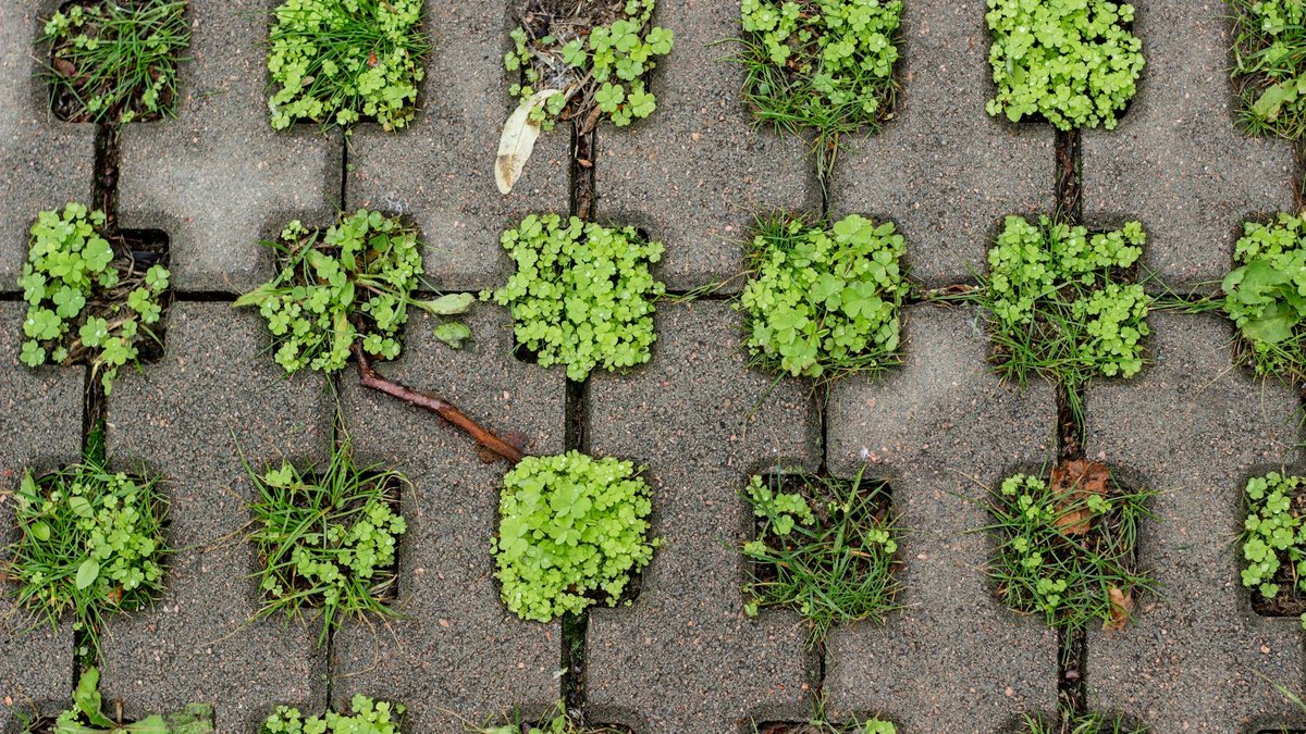 weeds on fabric