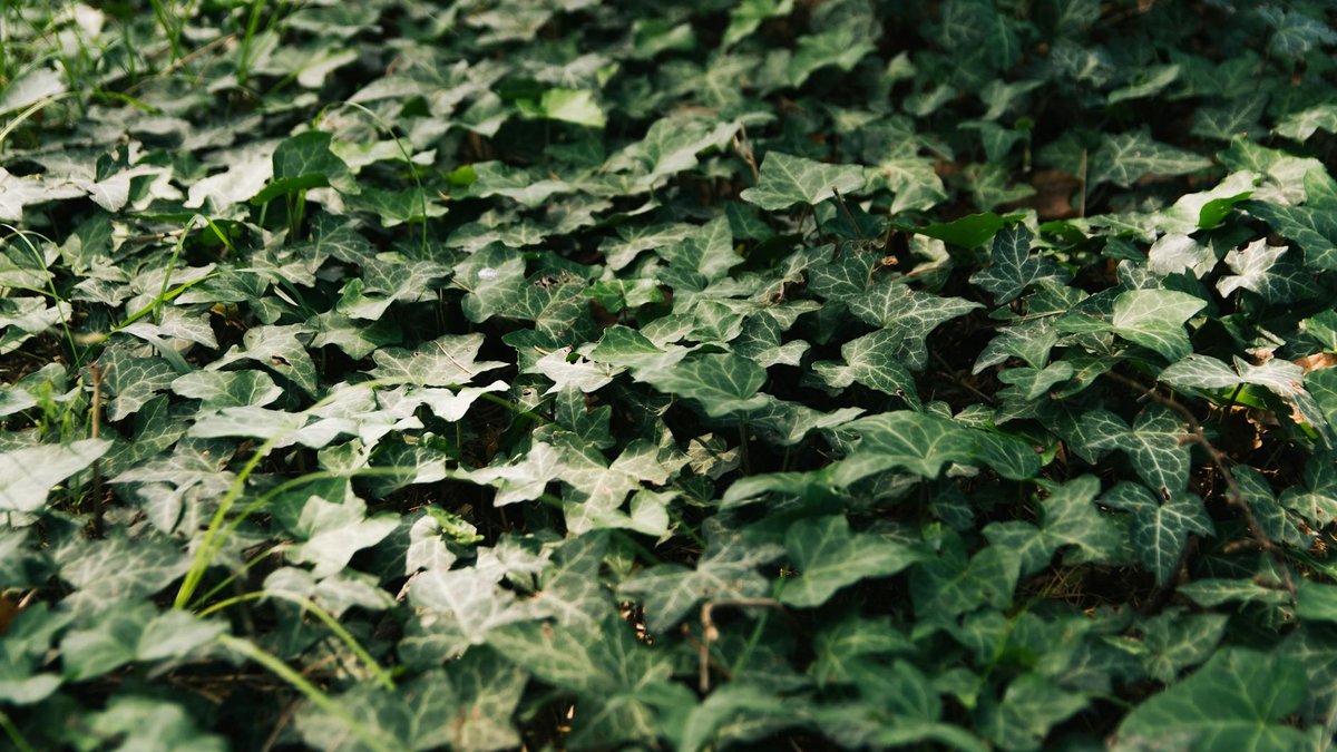 ivy ground cover