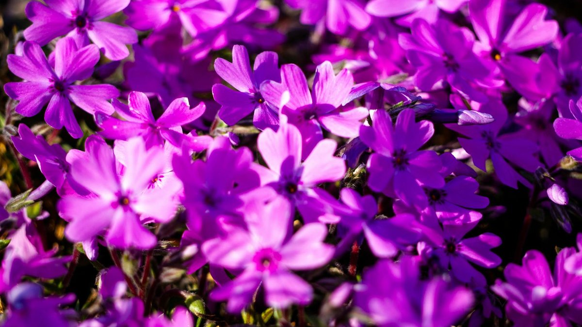 moss phlox flowers