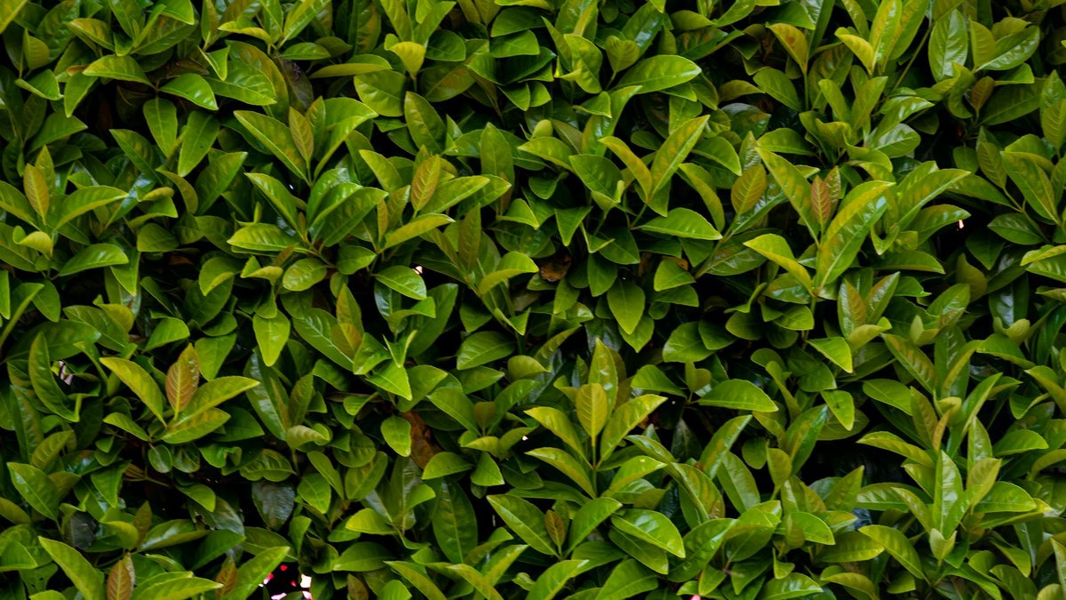 laurel hedge closeup