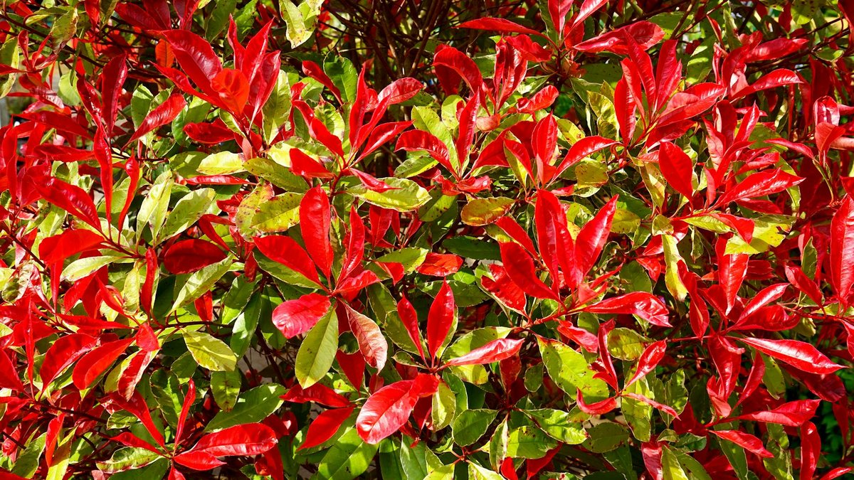photinia red robin hedge