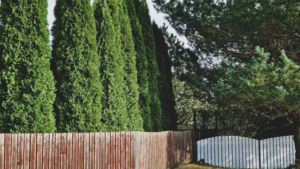 fast growing hedge privacy