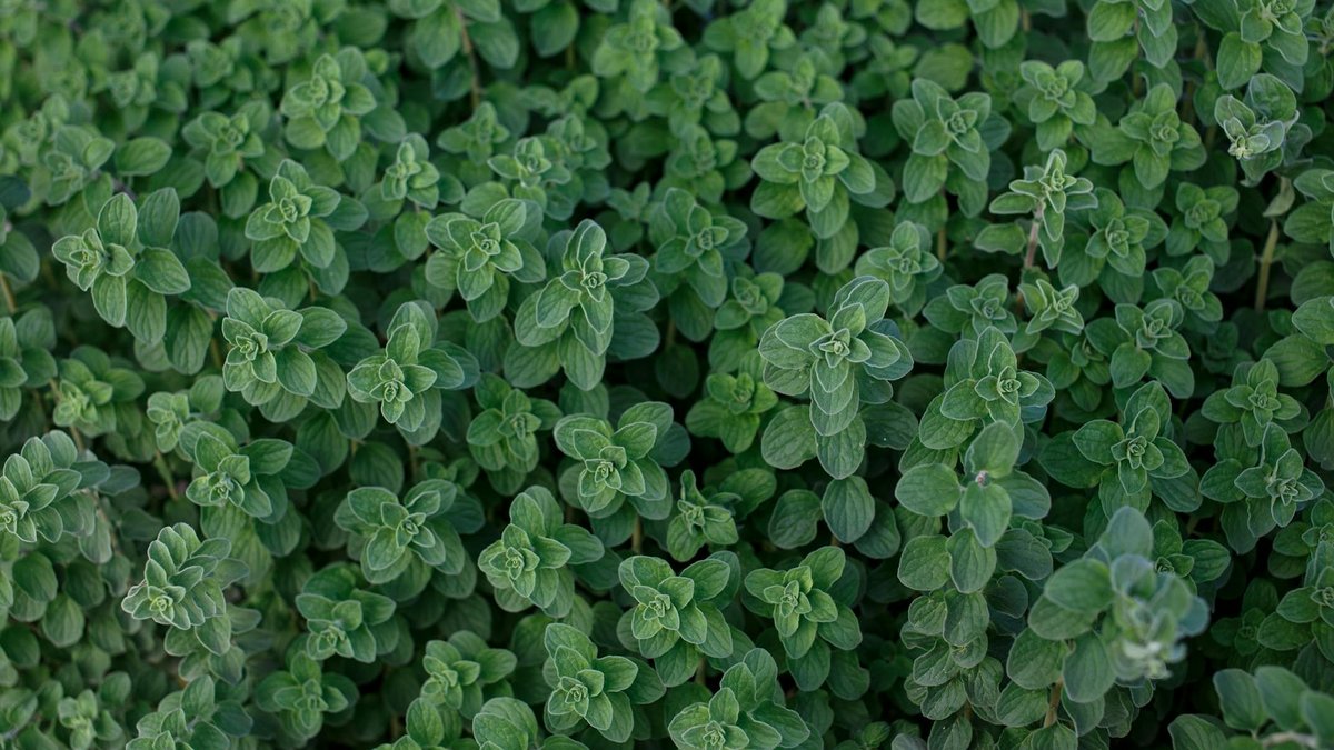 thymus serpyllum