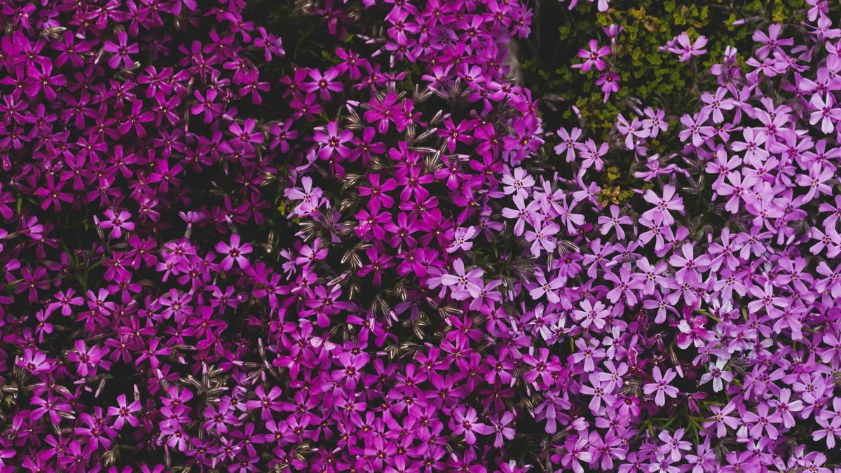 phlox subulata mildew