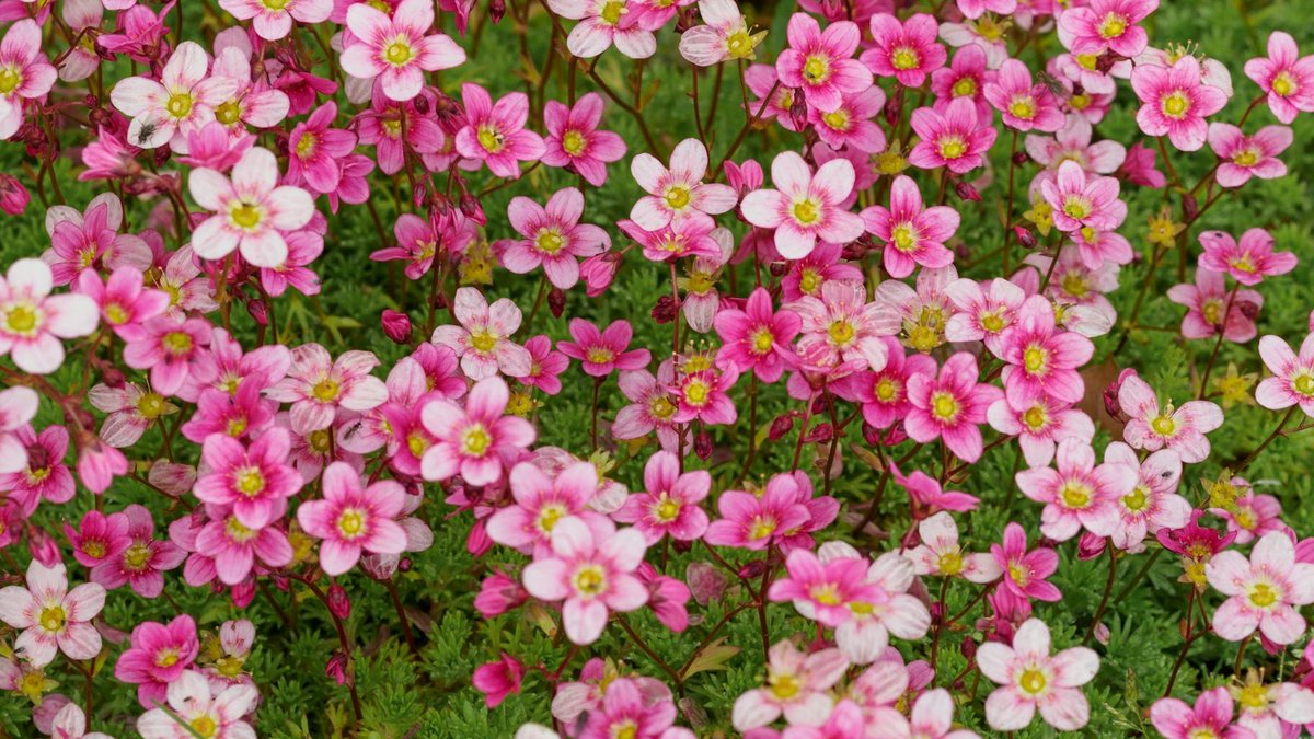 saxifraga arendsii