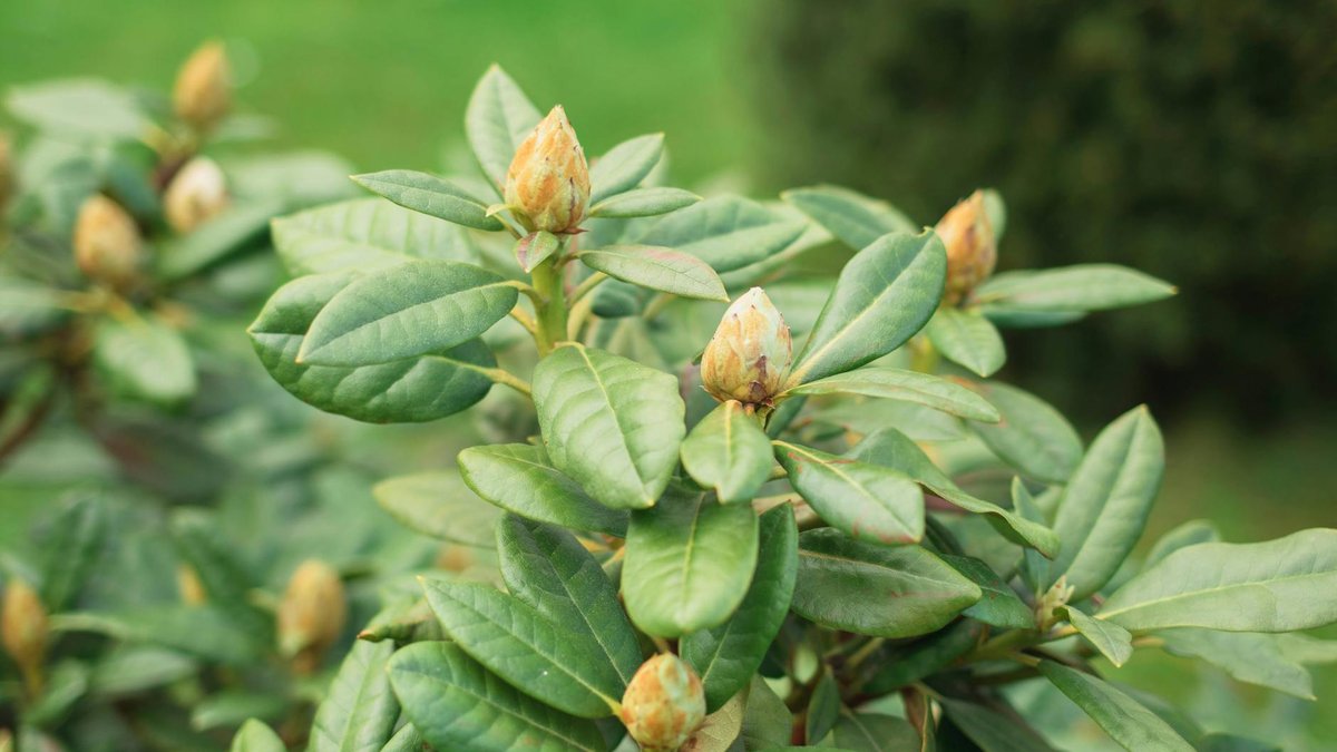 slow growing evergreen shrubs