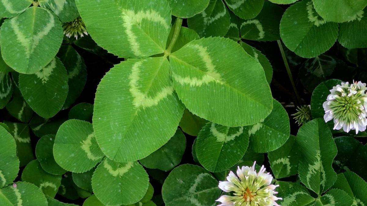white clover