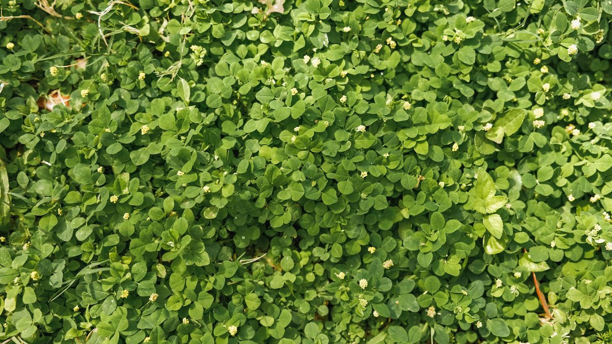 clover lawn